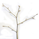 european beech (fagus sylvatica), twig with alternate buds. 2009-01-26, Pentax W60. keywords: buche, hetre blanc, hetre commun, faggio